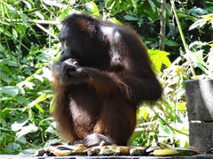 Orang Utan - Borneo